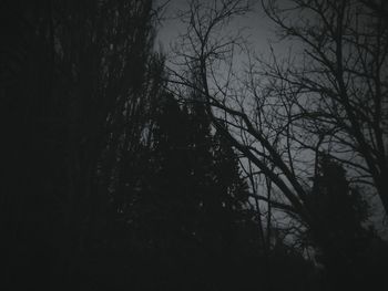 Low angle view of bare trees against sky