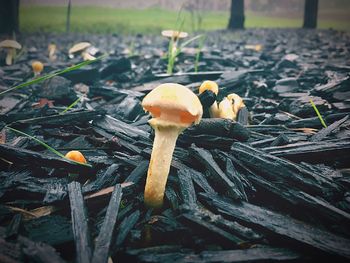 Close-up of mushrooms growing on field