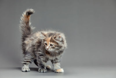 Close-up of cat sitting against white background