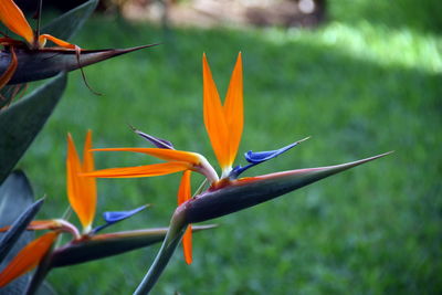 Close-up of orange flowering plant