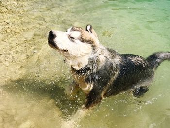 High angle view of dog on water