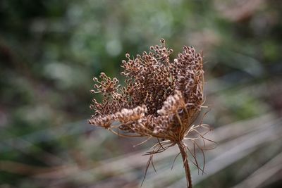 Close-up of wilted plant