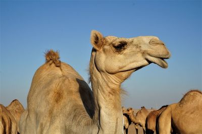 Farm camel