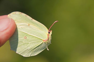 Close-up of insect on leaf