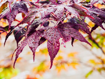 Close-up of leaves