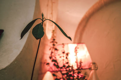 Close-up of illuminated lamp against wall