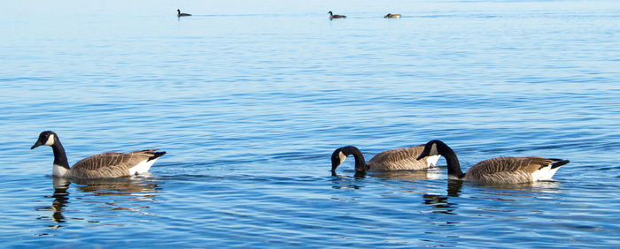 Ducks swimming in lake