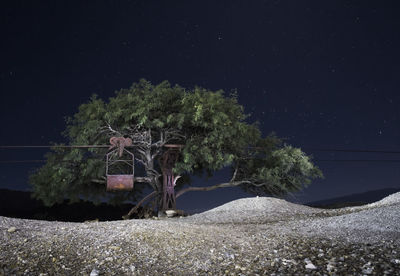 Trees against clear sky at night