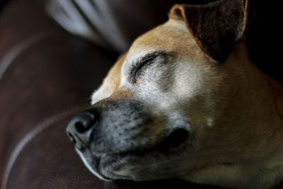 Close-up of dog sleeping