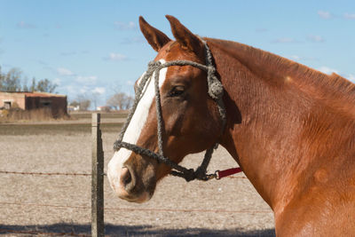 Horse in ranch