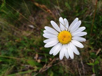 Close-up of white flower blooming outdoors