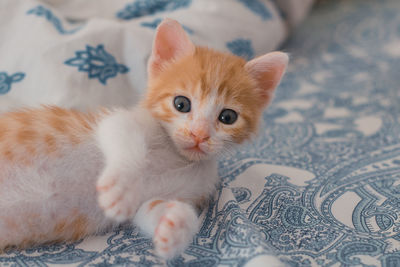 Portrait of kitten relaxing on bed