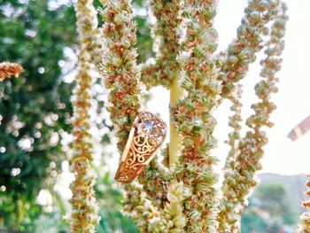 Close-up of butterfly on flower tree