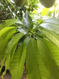 Close-up of green leaves