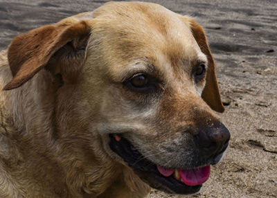 Close-up of dog