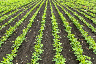Fresh green soy plants on the field in spring. rows of young soybean plants
