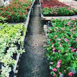 Flowers growing in park