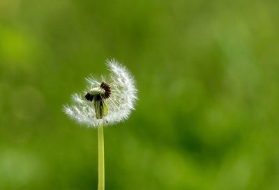 Close-up of dandelion on plant