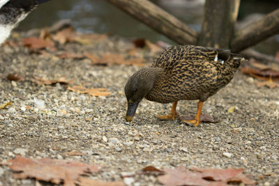 Close-up of duck