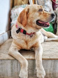 Close-up of a dog looking away