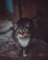 Portrait of cat resting on floor