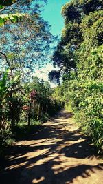 Road amidst trees against sky