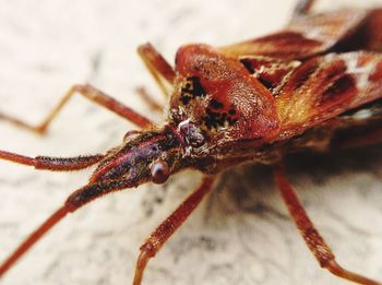 Extreme close up of insect