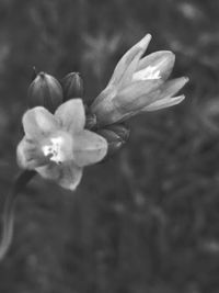 Close-up of white flower