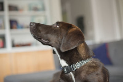 Close-up of dog looking away at home