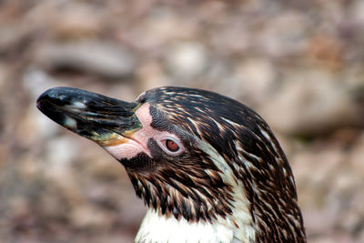 Close-up of bird