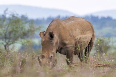 Rhinoceros on field in forest