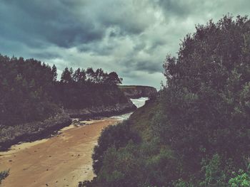 Scenic view of forest against sky