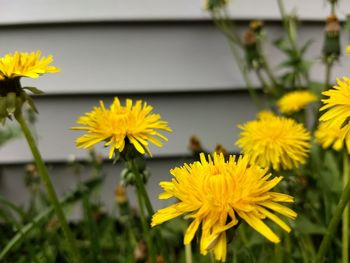 Close-up of yellow flowering plant