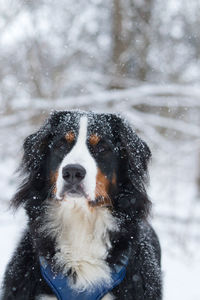 Dog in snow