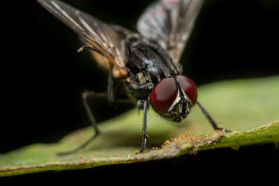 Close-up of fly on leaf