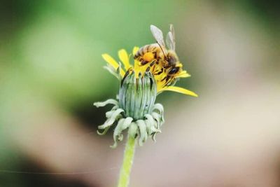 Close-up of bee pollinating on yellow flower