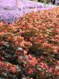 Close-up of red flowering plants