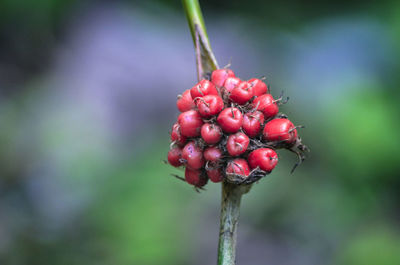 Close-up of red berries growing on plant