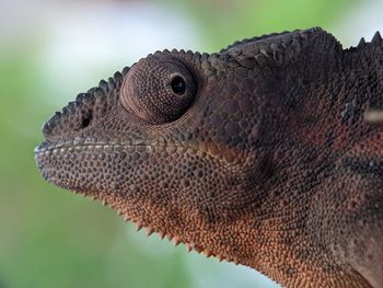 Closeup of lizard chameleon