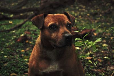 Portrait of dog looking away