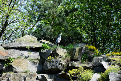 View of bird perching on rock