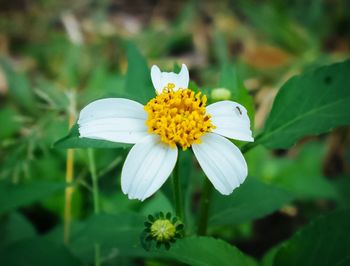 Close-up of white flower blooming outdoors