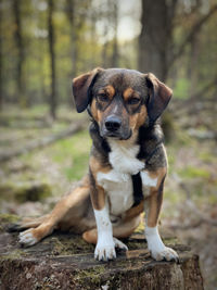 Portrait of dog sitting on land