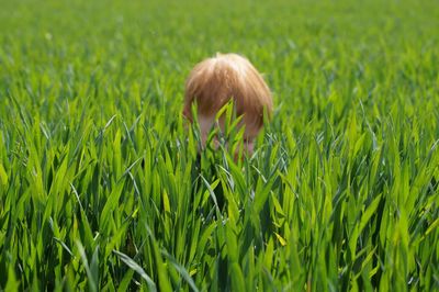 Child hiding in long grass
