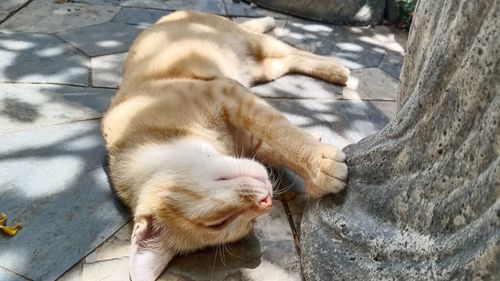 High angle view of cat sleeping outdoors