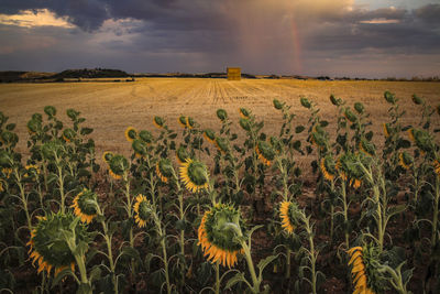 Scenic view of field against sky during sunset