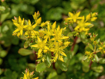 Close-up of yellow flowering plant