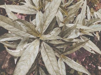 Full frame shot of fresh leaves