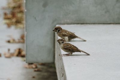 Close-up of bird perching on retaining wall