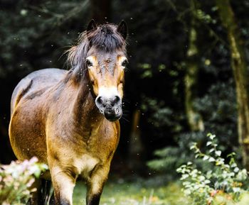 Portrait of an animal